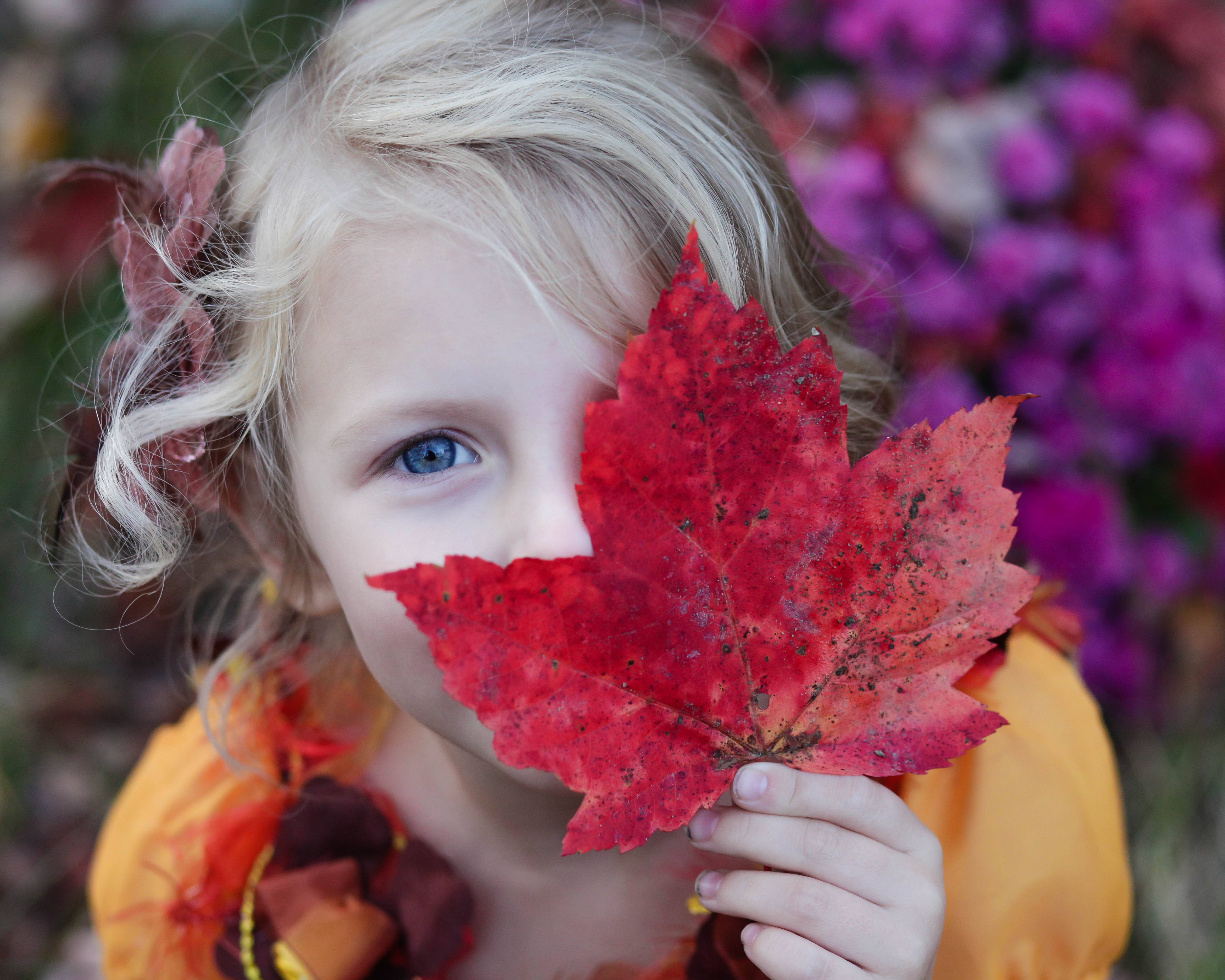 little girl holding a red maple leaf in front of her face