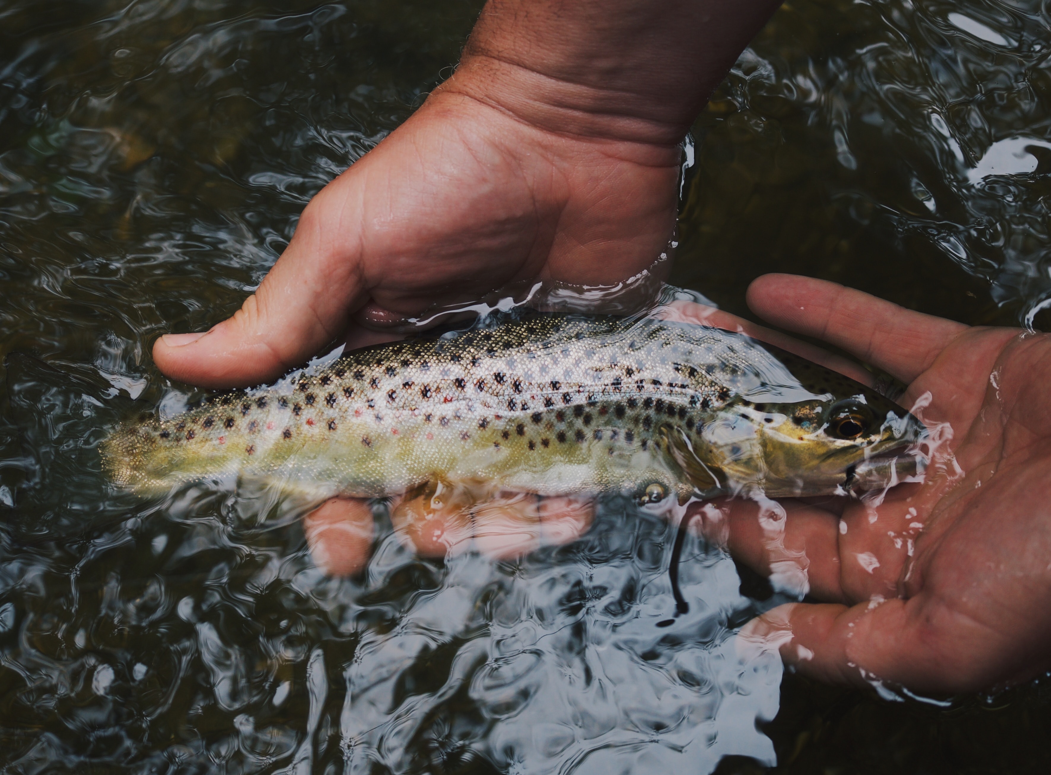 hands holding a fish in water